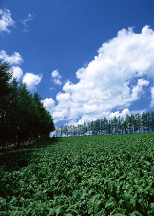 【安心と信頼を叶える】川越市で選ばれる家族葬のポイントと費用の目安