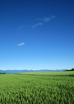 流山市で親族の葬儀を行うのなら